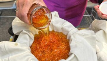 Calendula olie