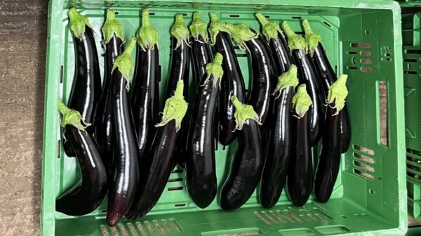 aubergines