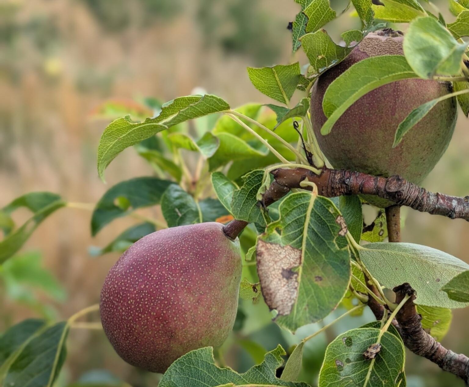 Peren