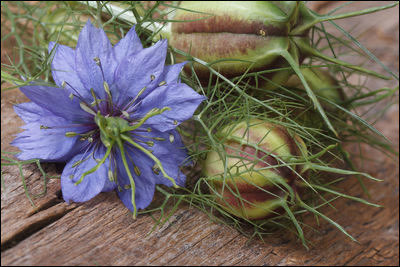 nigella