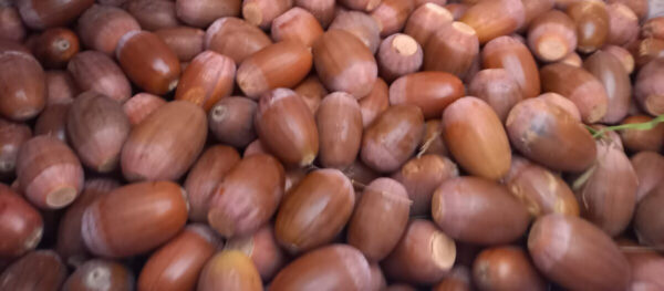 Eikels