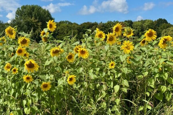 zonnebloemen
