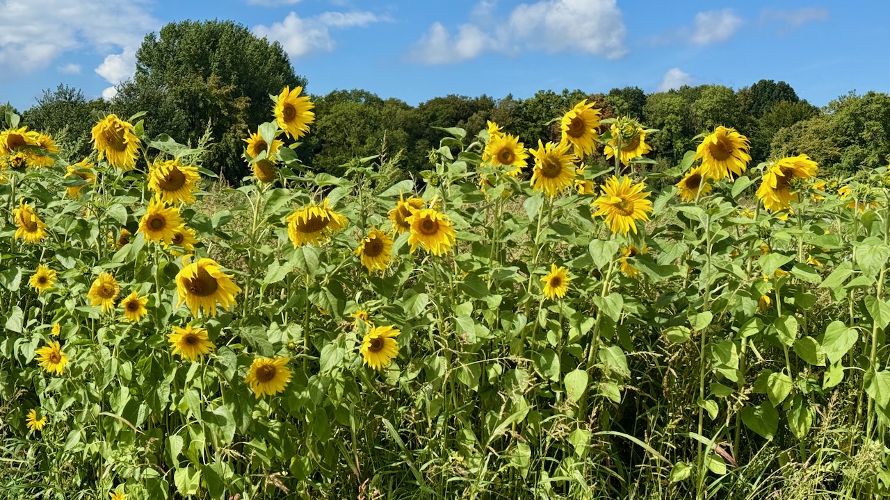 zonnebloemen