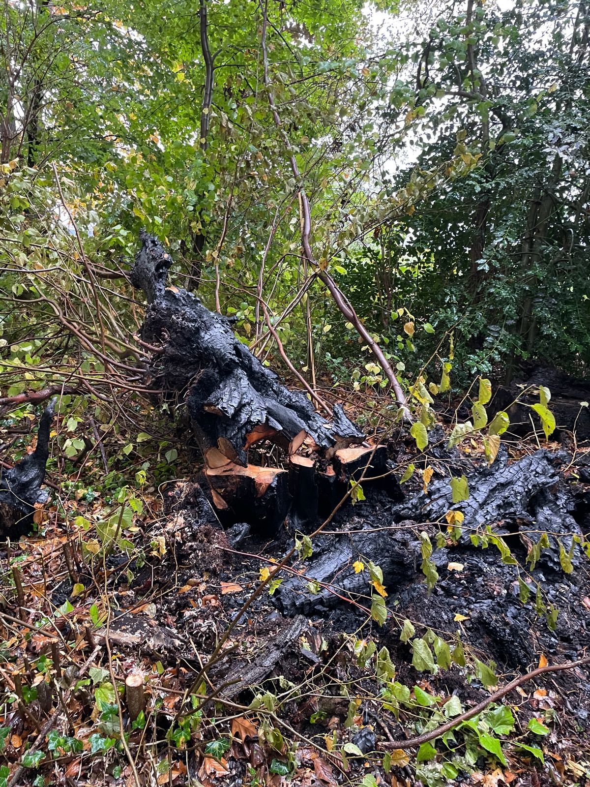 verbrande boom