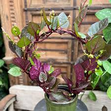 Malabar kamerplant