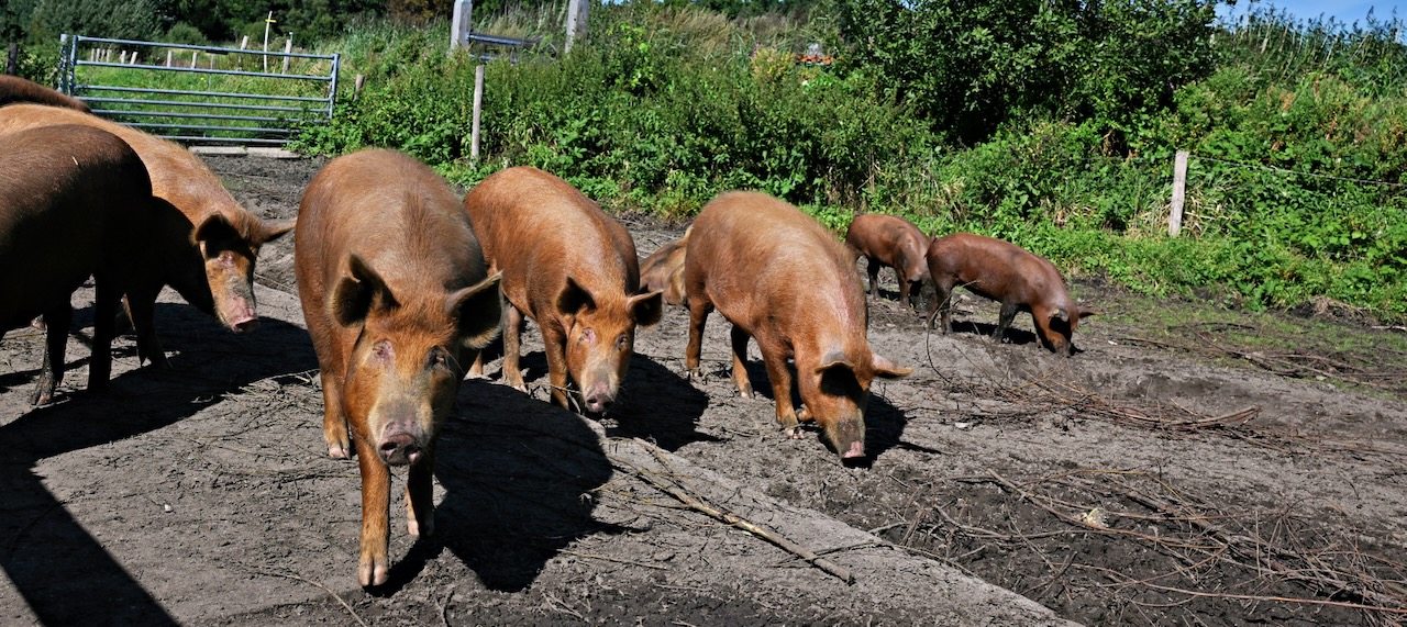 Appels in kratten