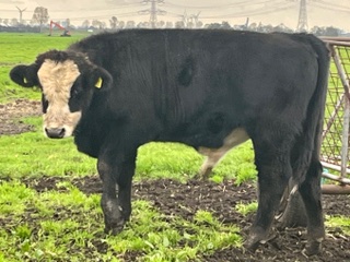 stier