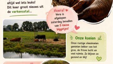 Afbeelding1