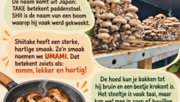 Kookweetje voor kids: shiitake