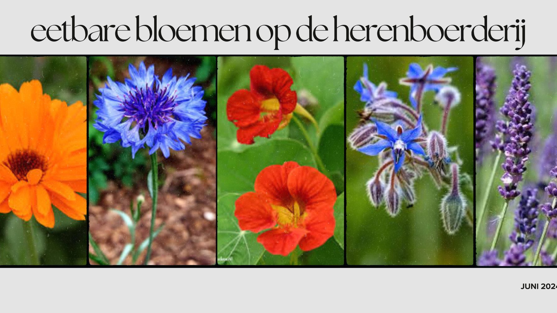 Eetbare bloemen uit de kruidentuin: borage, goudsbloem, Oost-Indische kers, korenbloem en lavendel