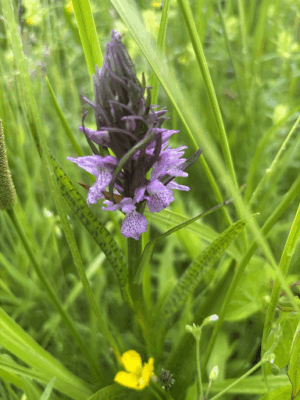 Rietorchis