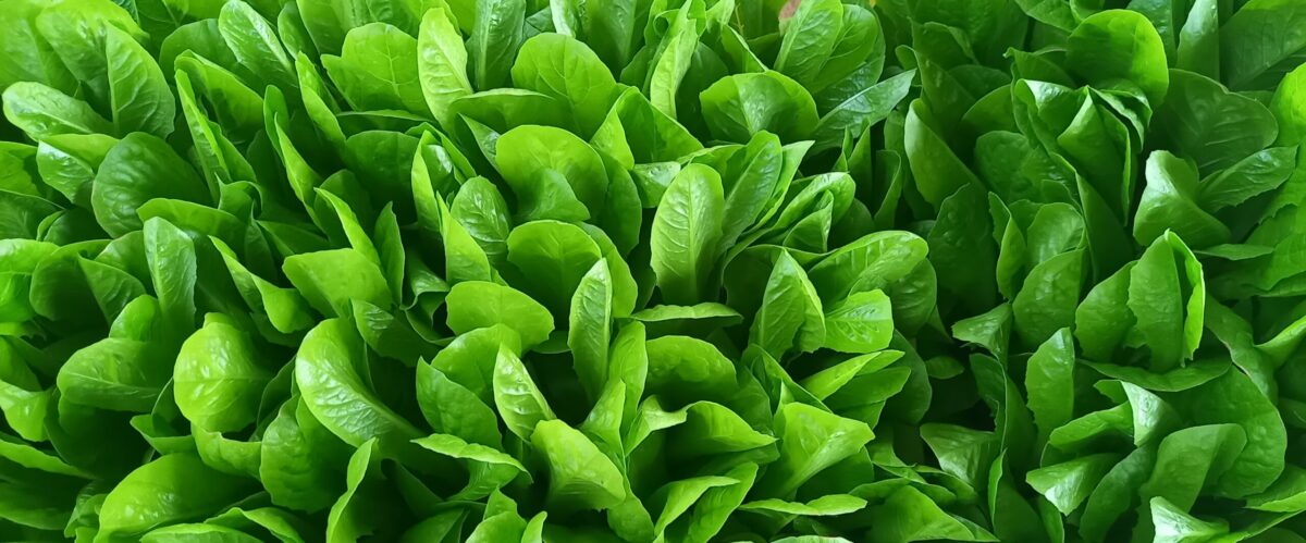 bindsla plantjes