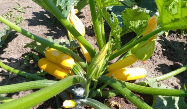 Gele courgettes