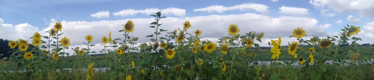 zonnebloemen