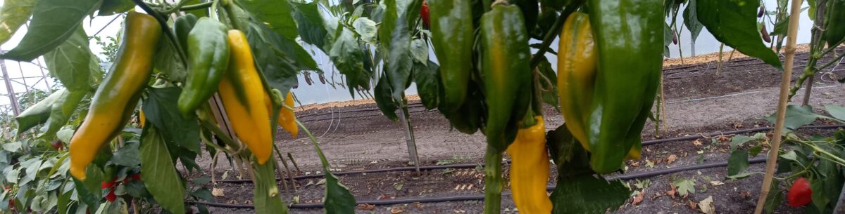 gele puntpaprika