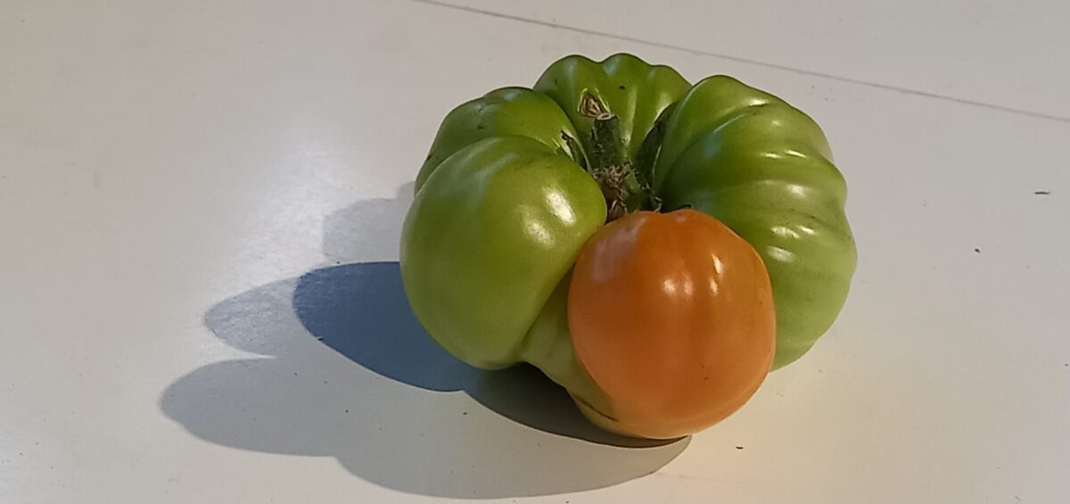 groen-rode tomaat
