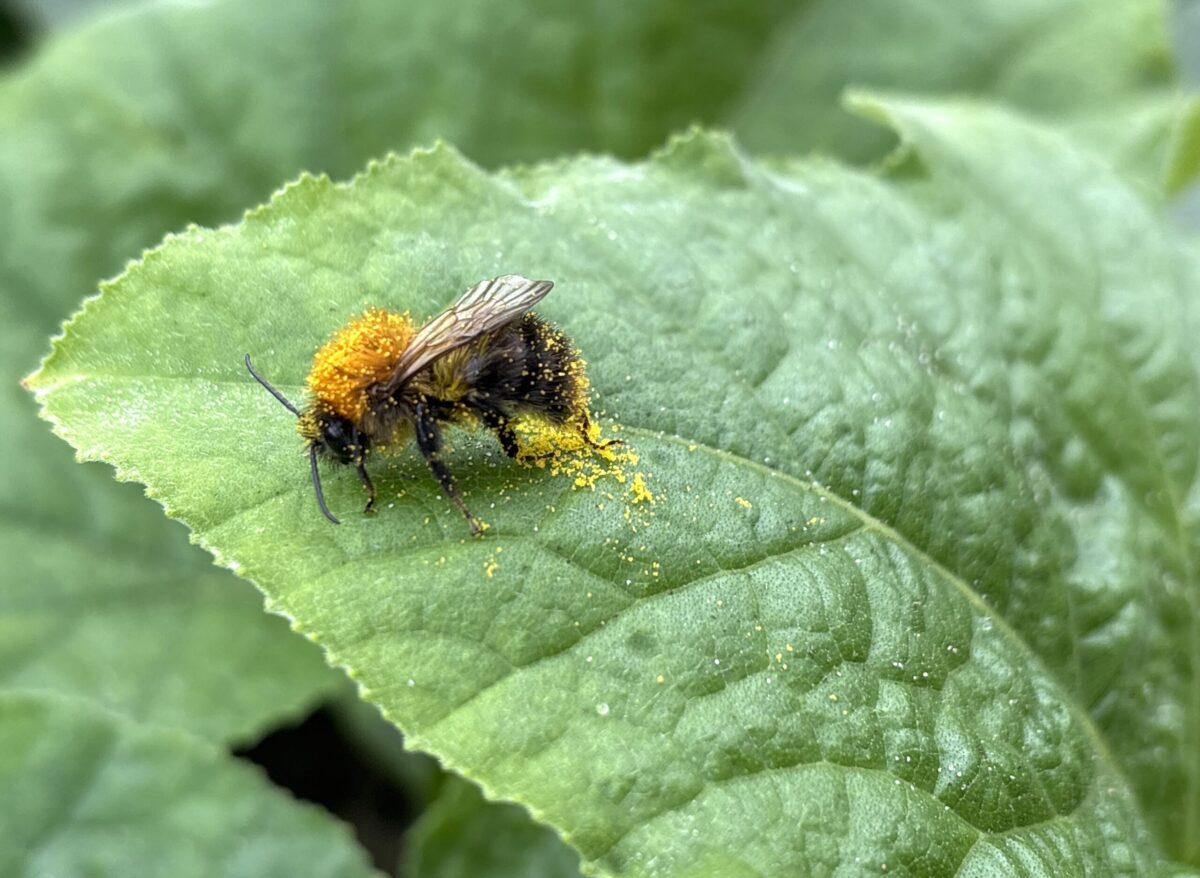 akkerhommel
