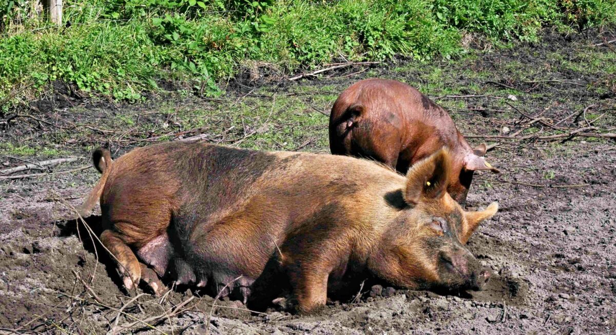 varkens