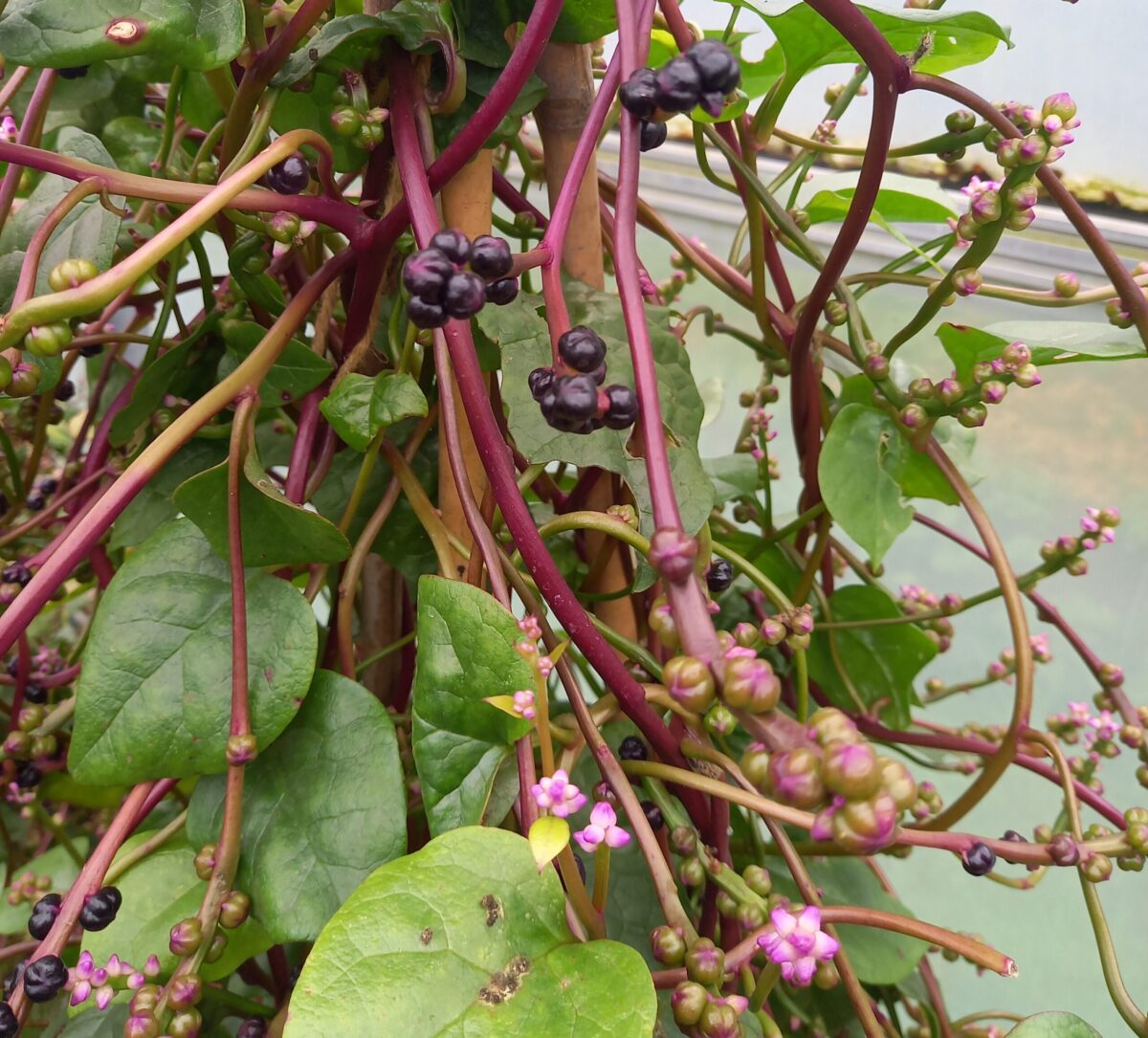 malabar bessen