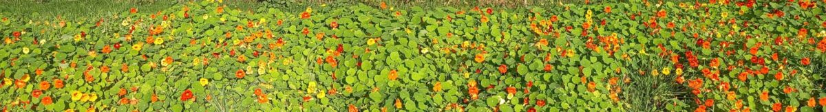 oranje bloemen