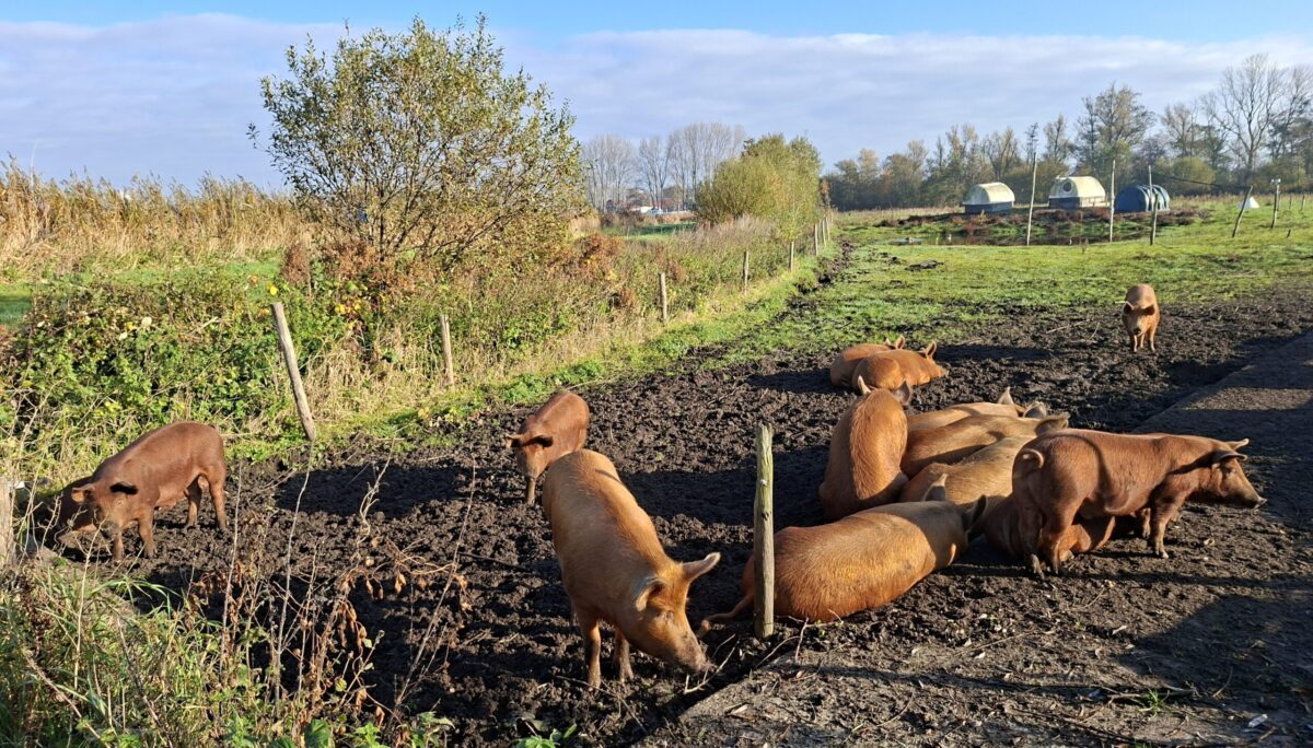 varkens nov25
