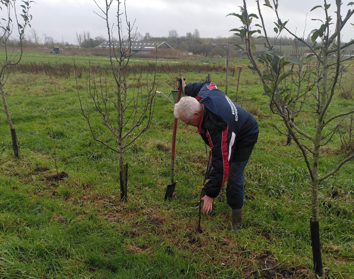 bessen planten