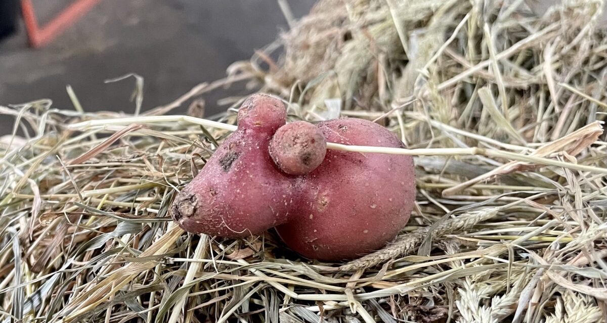 Aardappelmuis