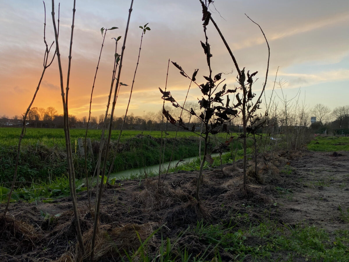 haag lifeterra