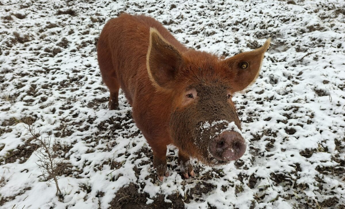 sneeuw varken