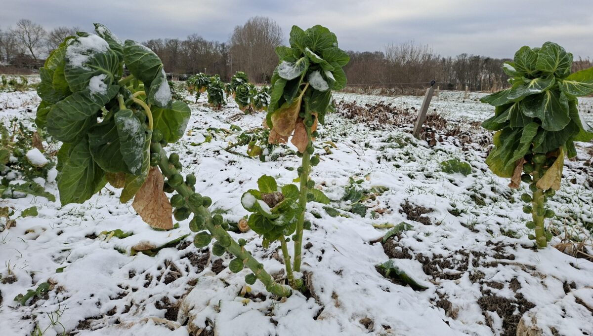 spruit sneeuw