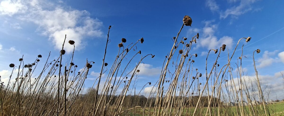 bloemen in de winter