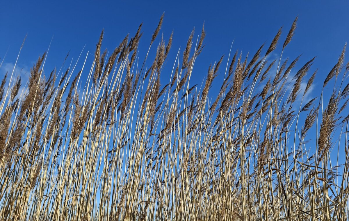 rietpluimen