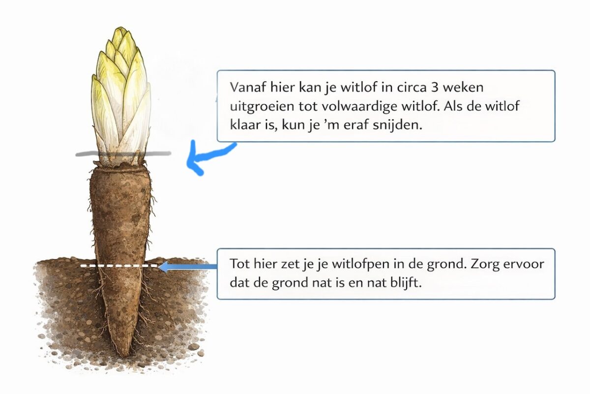 Witlof opkweken