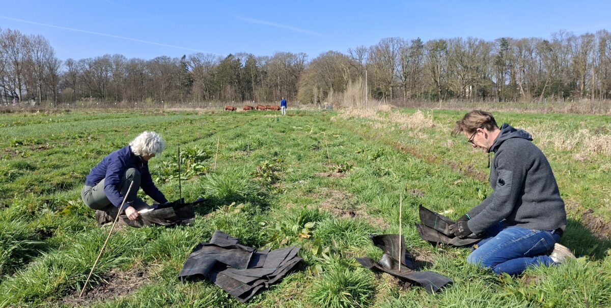 rabarber planten