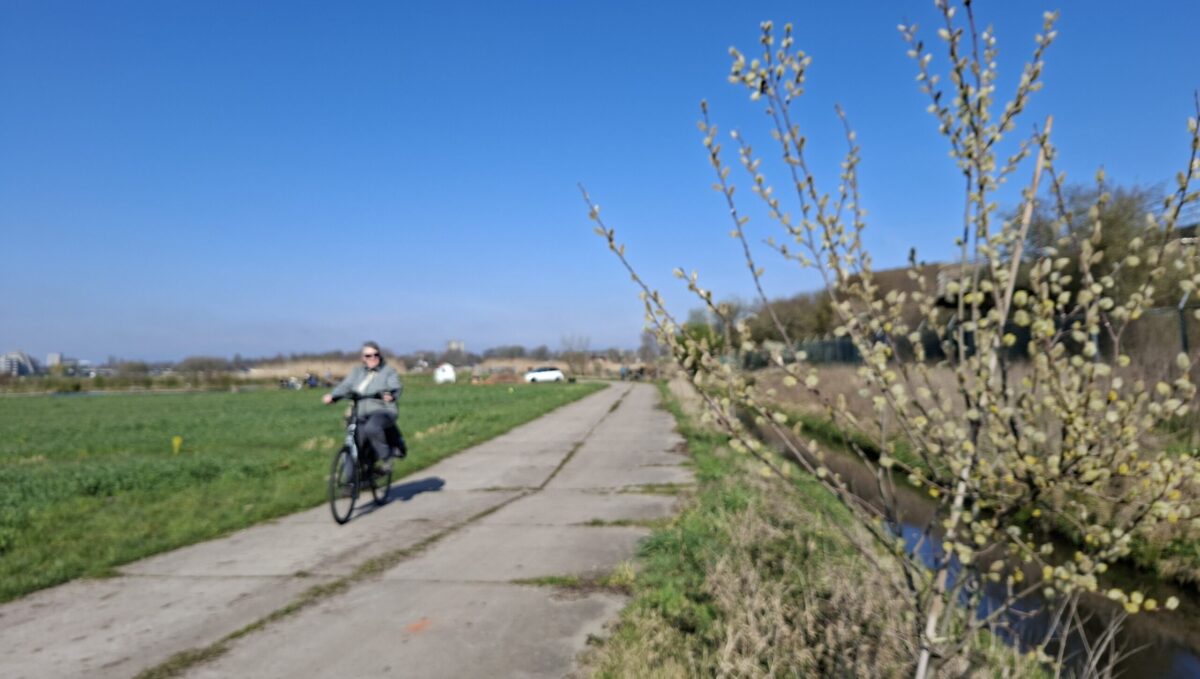 Wilgen langs het pad