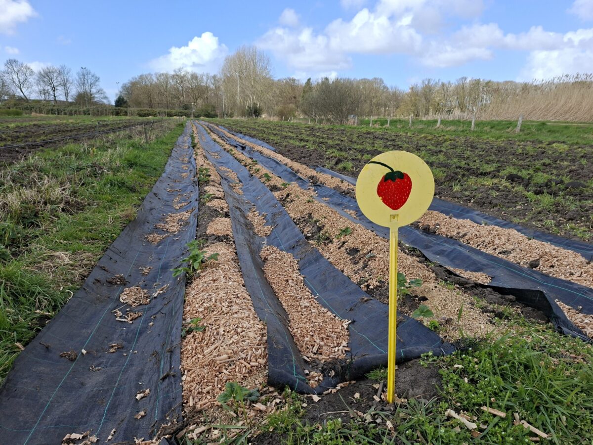 aardbeien start