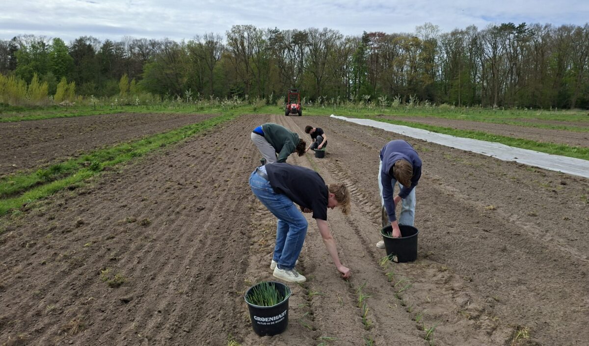 hageveld